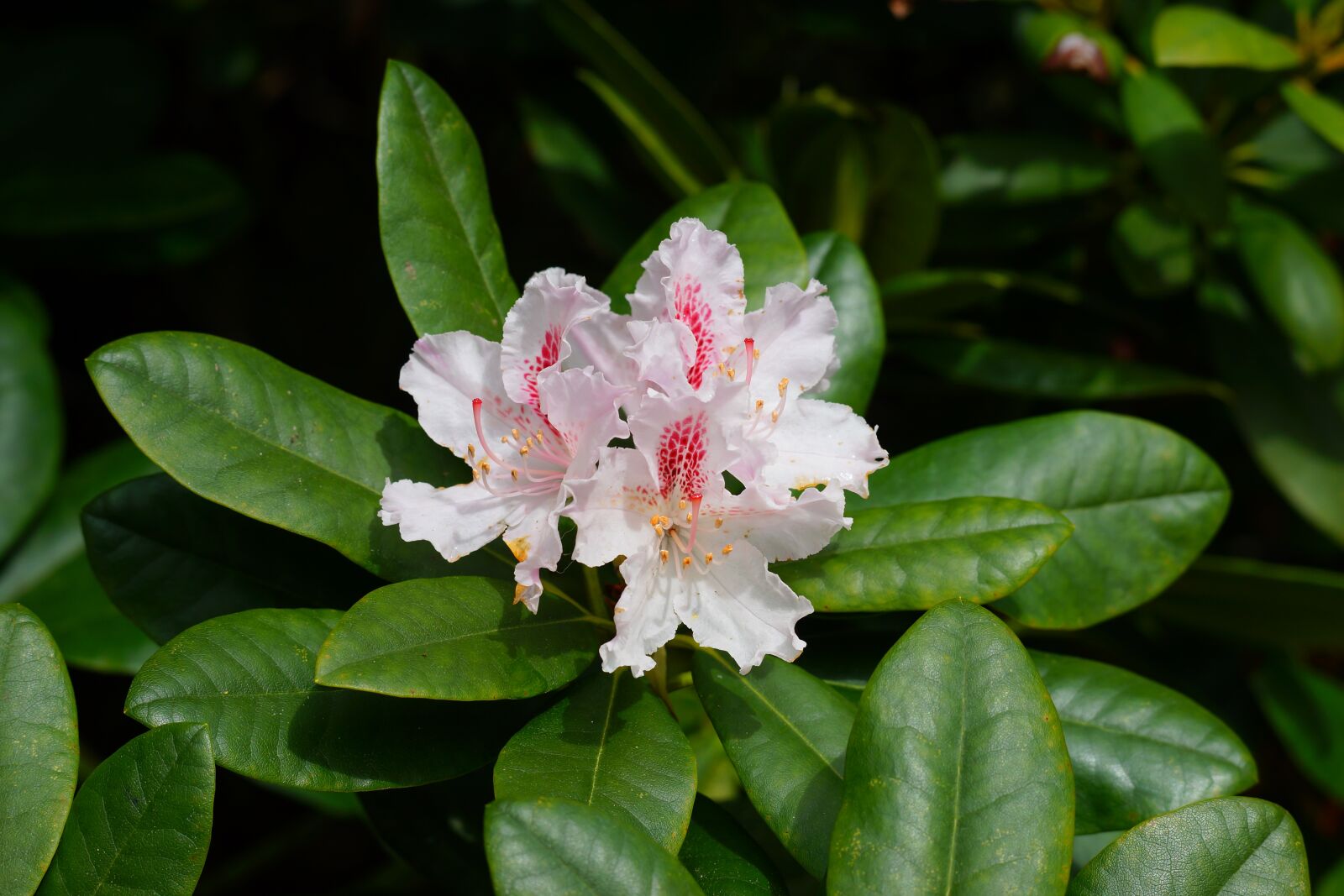Sony 85mm F2.8 SAM sample photo. Rhododendron, blossom, bloom photography
