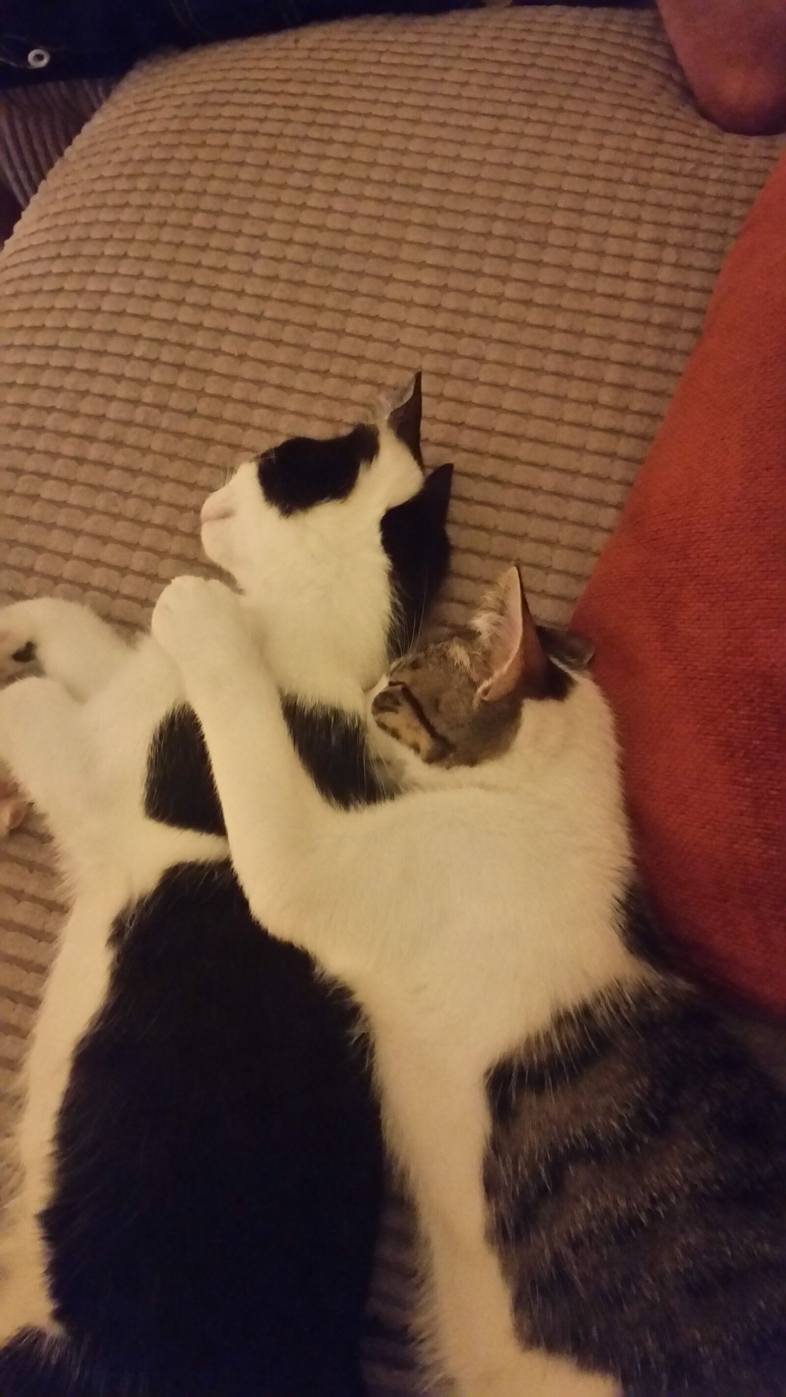 Samsung Galaxy S5 sample photo. Cats, caring, love photography
