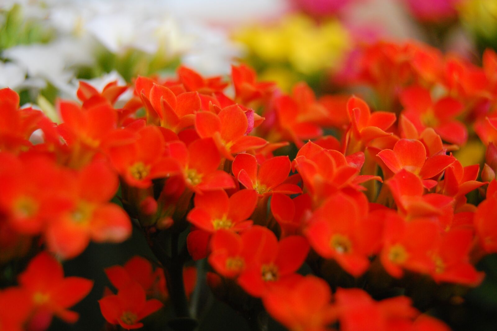 Nikon D40 sample photo. Nature, beauty, contemplation photography