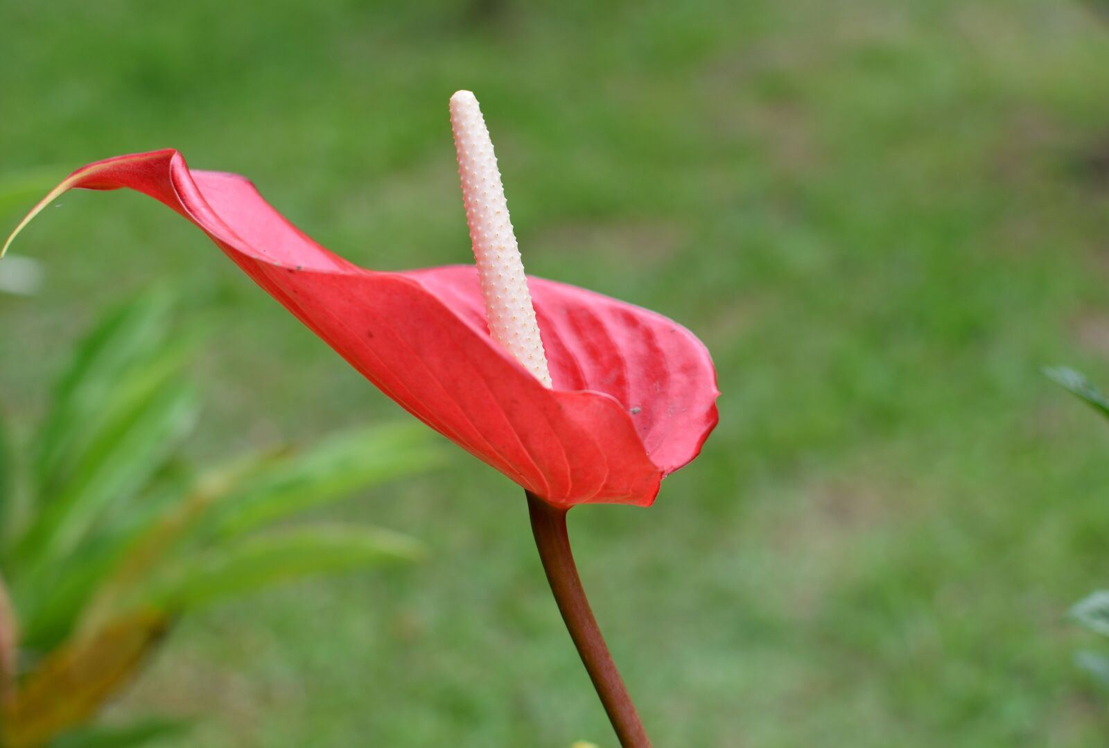 Nikon D5300 sample photo. Flower, flower anturio, red photography