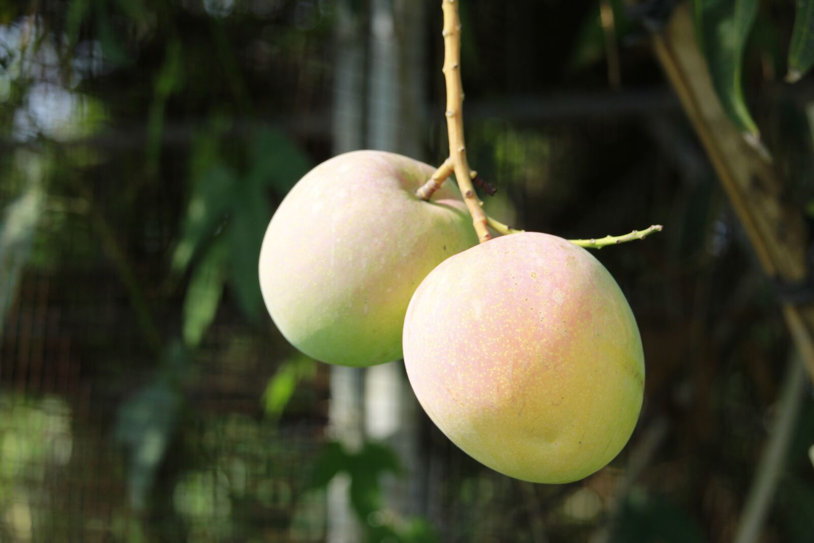 Canon EF-S 55-250mm F4-5.6 IS STM sample photo. Fruit, mango, thailand fruit photography