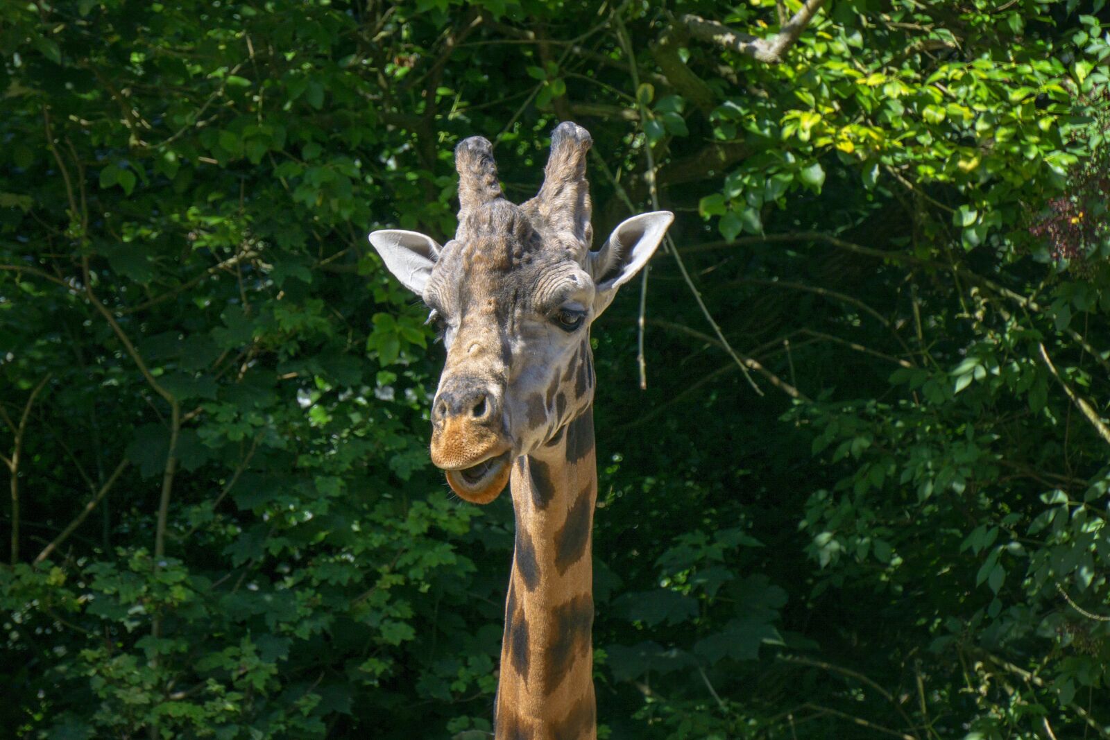 Sony E 55-210mm F4.5-6.3 OSS sample photo. Giraffe, animal, zoo photography