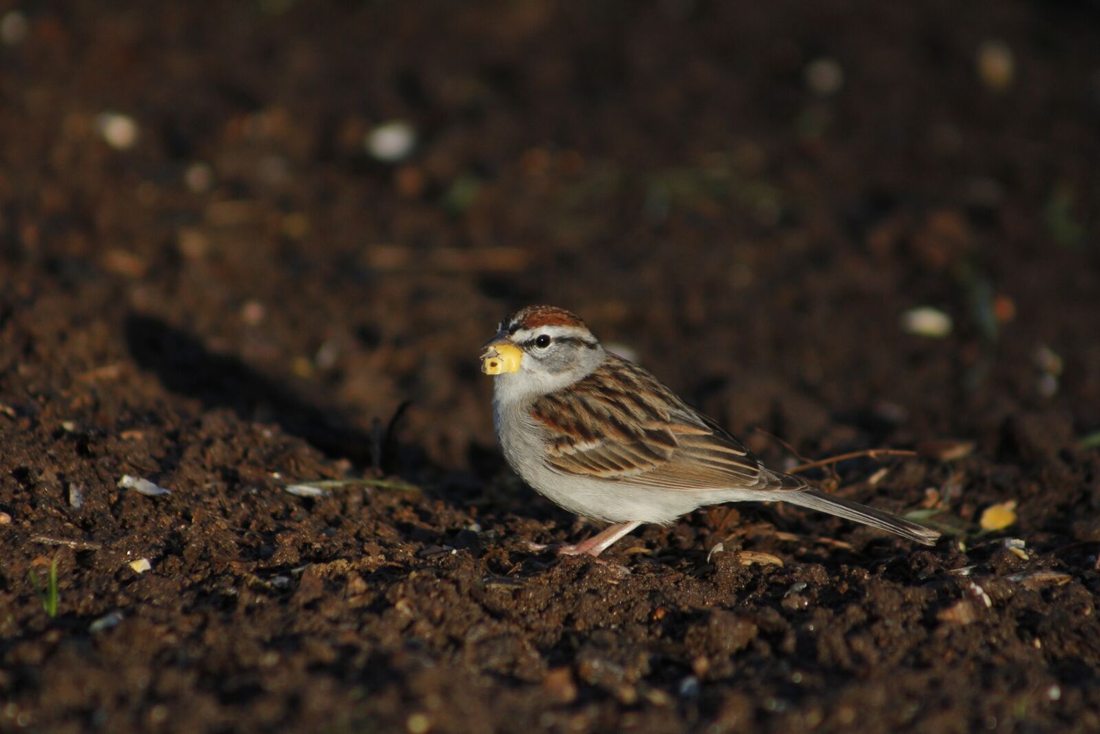 Canon EOS 550D (EOS Rebel T2i / EOS Kiss X4) sample photo. Bird, outdoors, nature photography