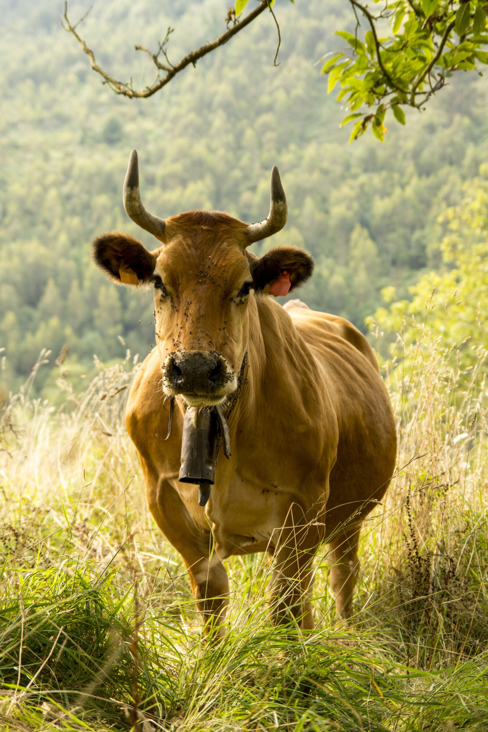Nikon D7100 sample photo. Cow, the idyll, nature photography