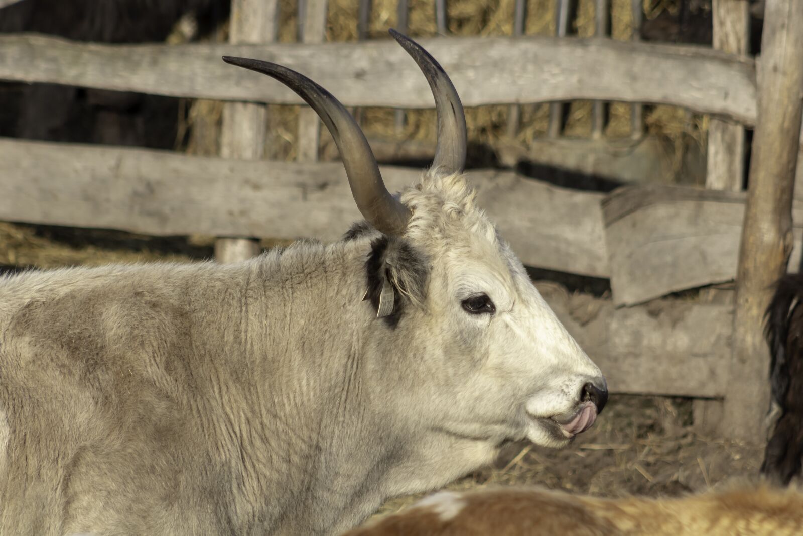 Canon EF75-300mm f/4-5.6 sample photo. Grey cattle, cattle, cow photography