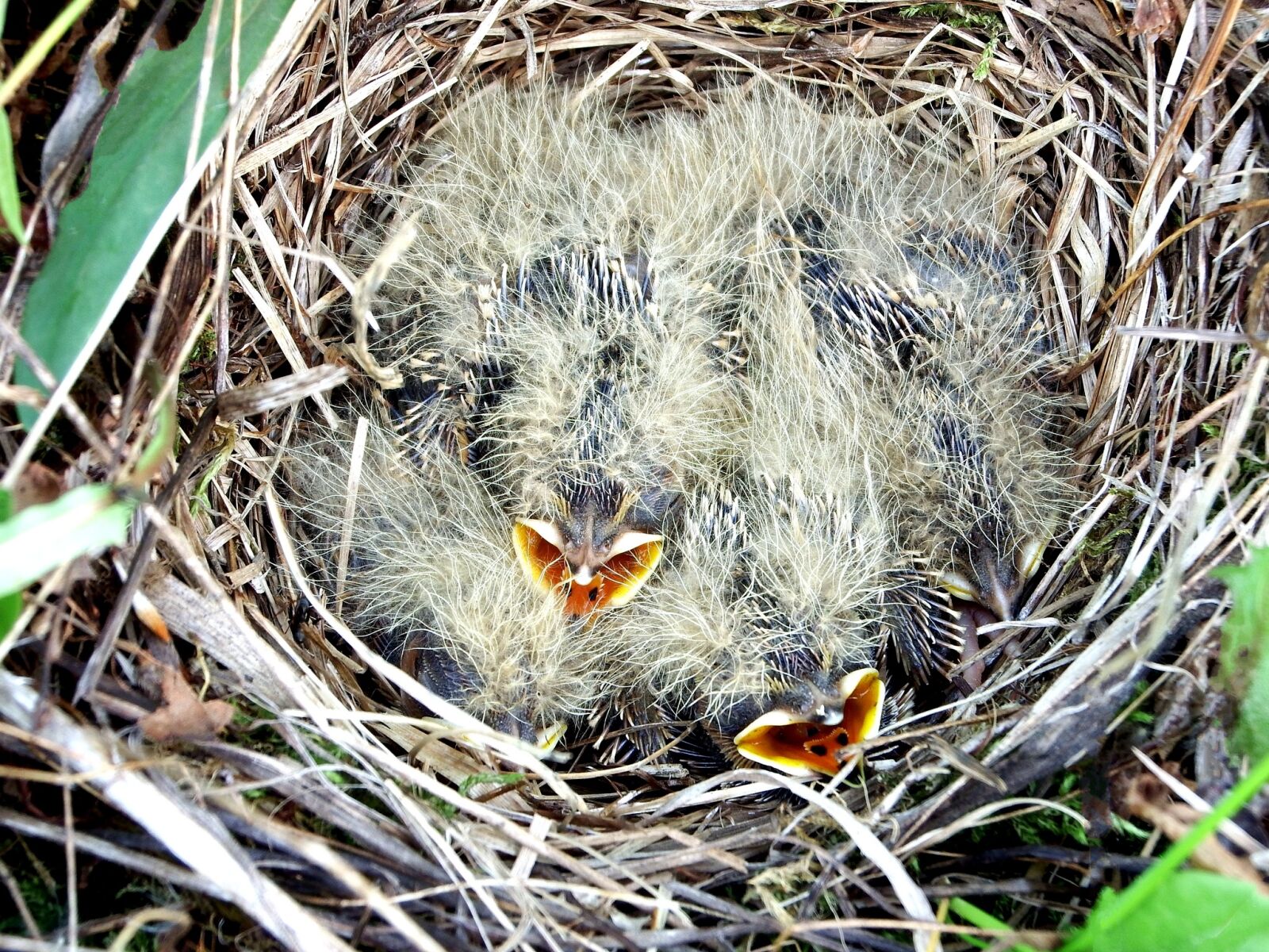 Fujifilm FinePix S1 sample photo. Chicks, jack, lark photography
