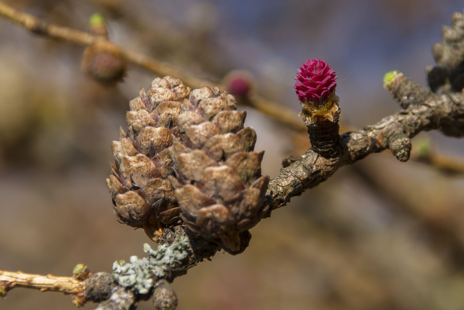 Canon EOS 7D sample photo. Larch flower, larch, conifer photography