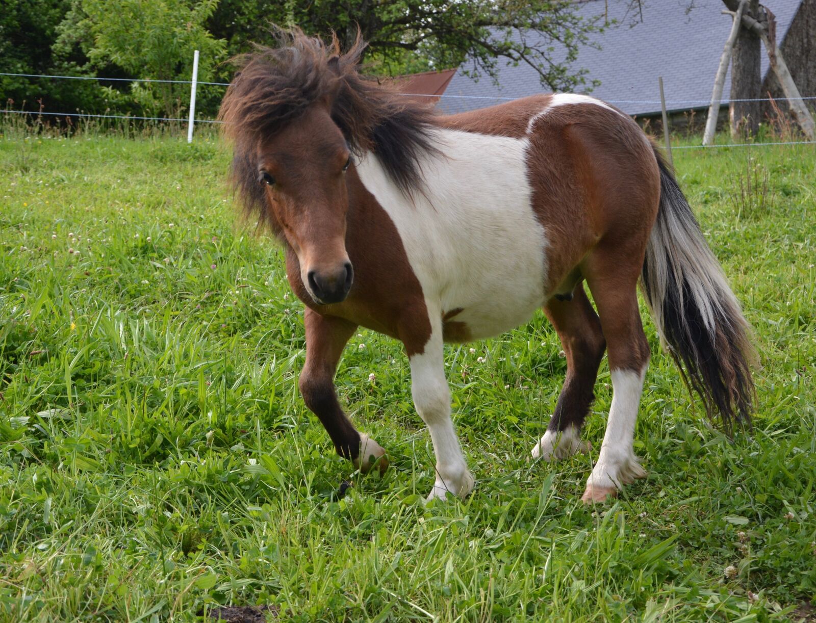Nikon D5200 sample photo. Shetland pony, mini horse photography