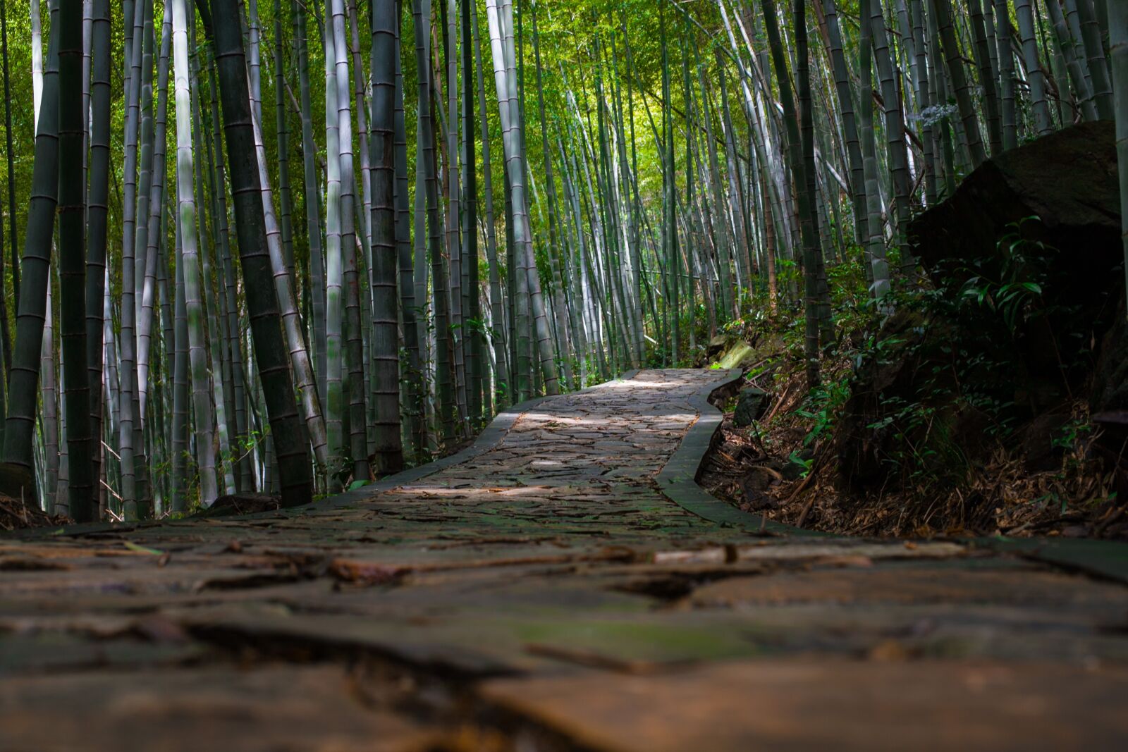 Canon EF 50mm F1.4 USM sample photo. Bamboo, natural, quiet photography