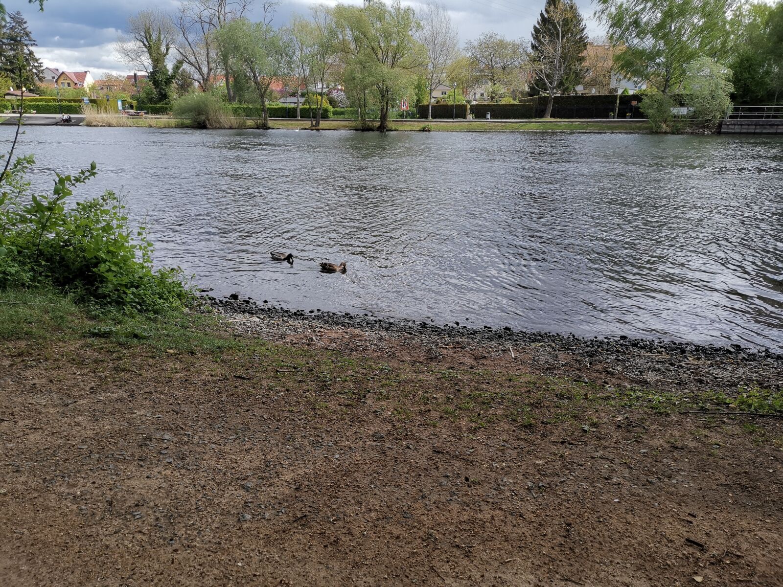 HUAWEI HMA-L29 sample photo. Love, ducks, river photography
