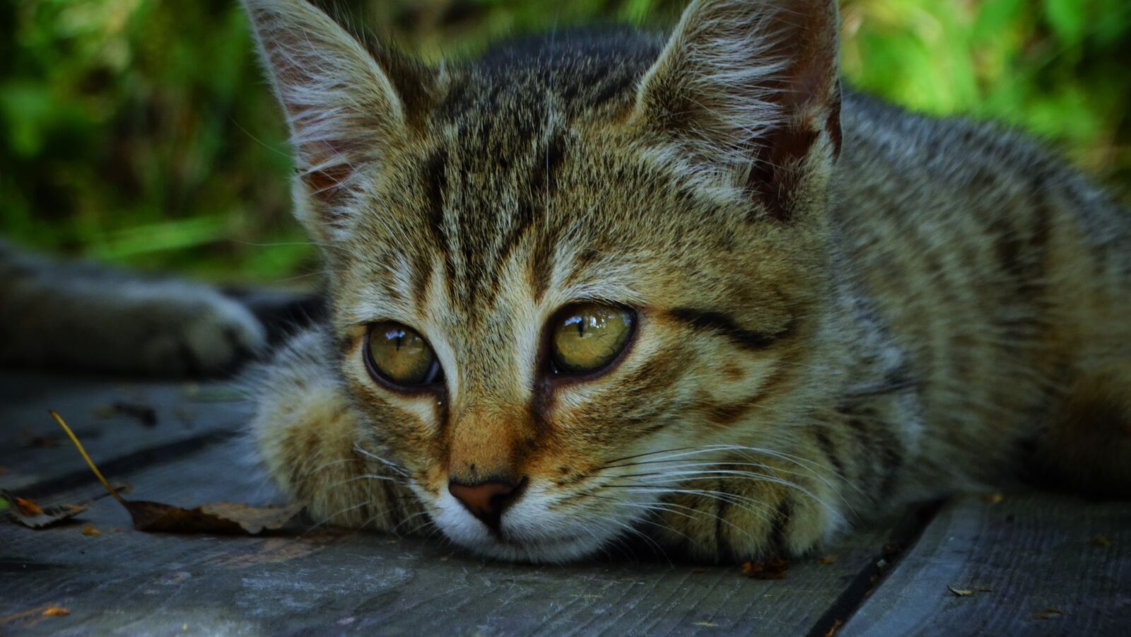Sony Cyber-shot DSC-HX300 sample photo. Cat, kitten, pet photography