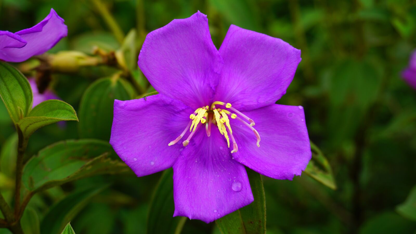 Sony a6000 sample photo. Flower, bloom, purple flower photography