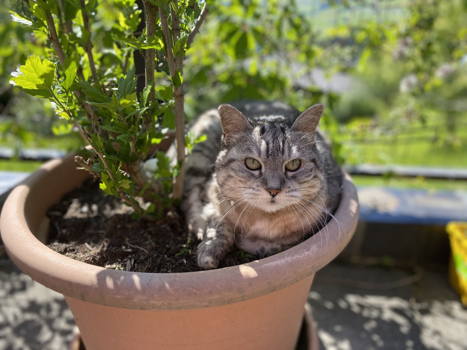 Apple iPhone 11 sample photo. Cat, garden, animal photography