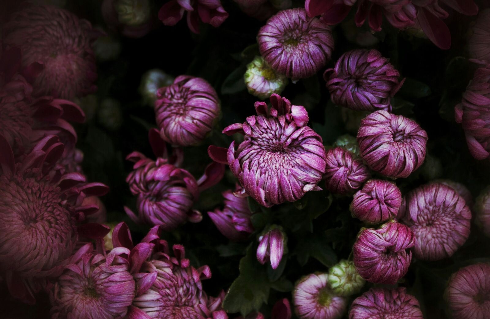 Canon EOS 550D (EOS Rebel T2i / EOS Kiss X4) sample photo. Chrysanthemums, november, chrysanthemum photography