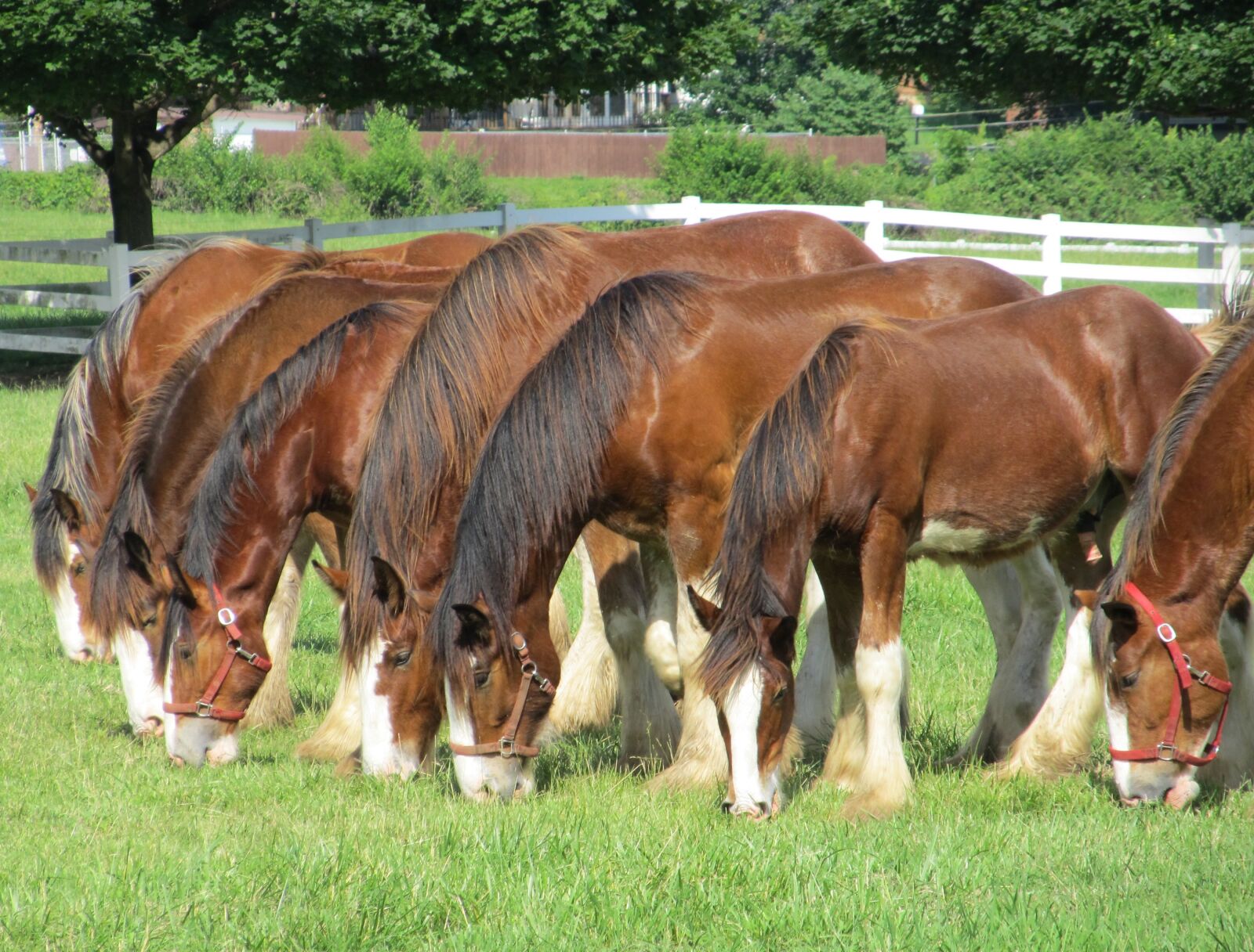Canon PowerShot SX130 IS sample photo. Clydesdales, horses, line photography