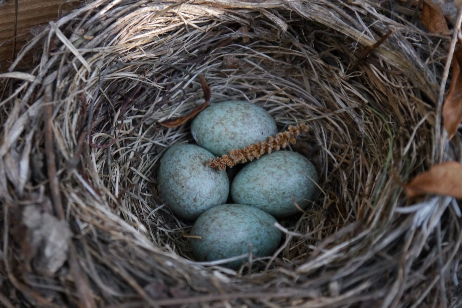 Panasonic Lumix DMC-G5 sample photo. Nest, egg, bird's nest photography