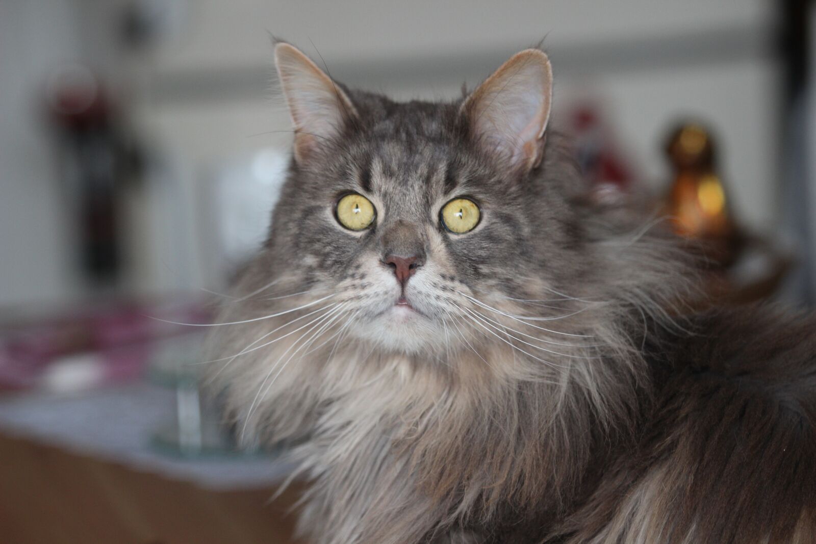 Canon EF 70-200mm F2.8L USM sample photo. Maine coon, cat, breed photography