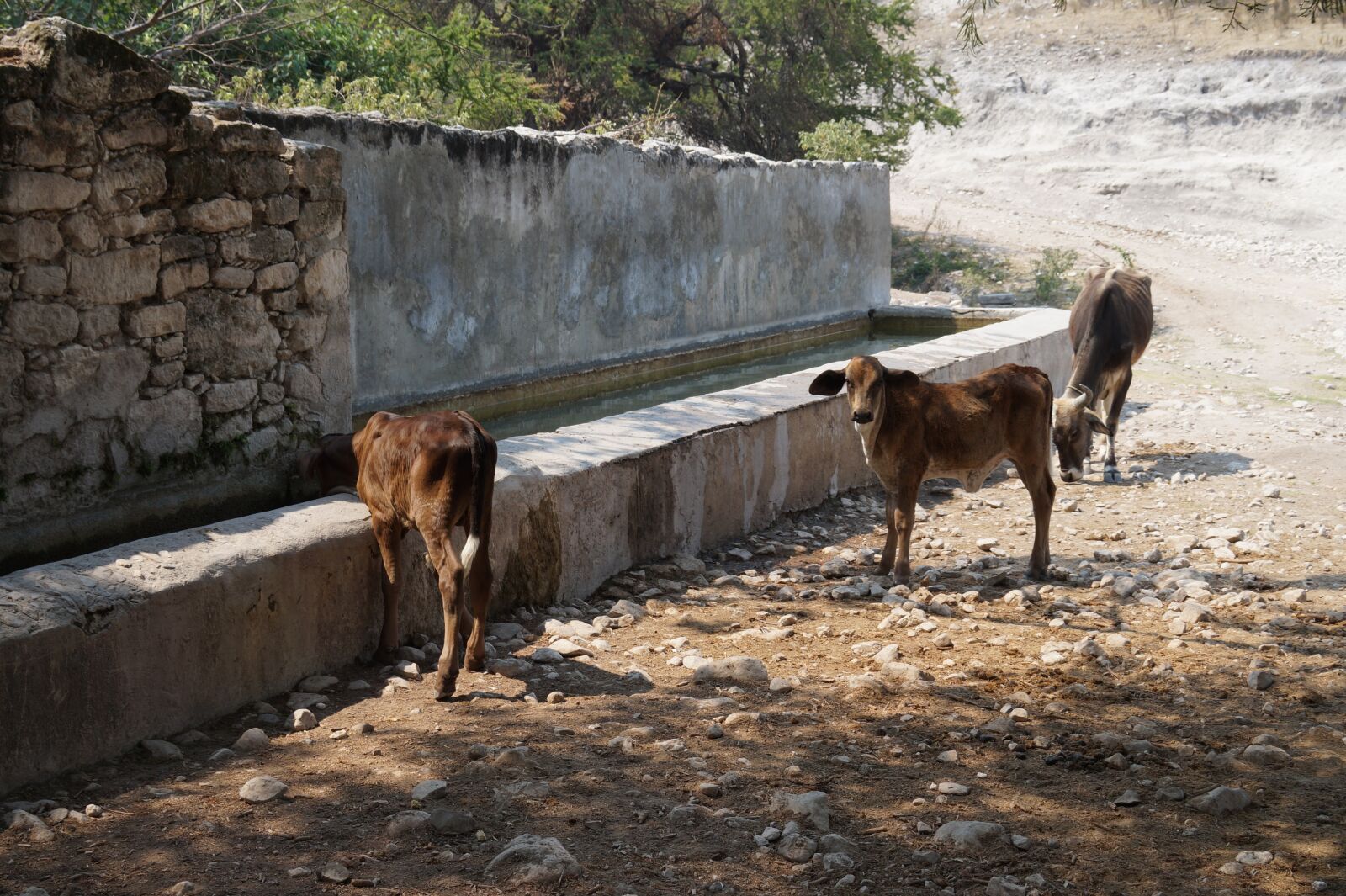 E 18-50mm F4-5.6 sample photo. Cows, animals, bovine photography