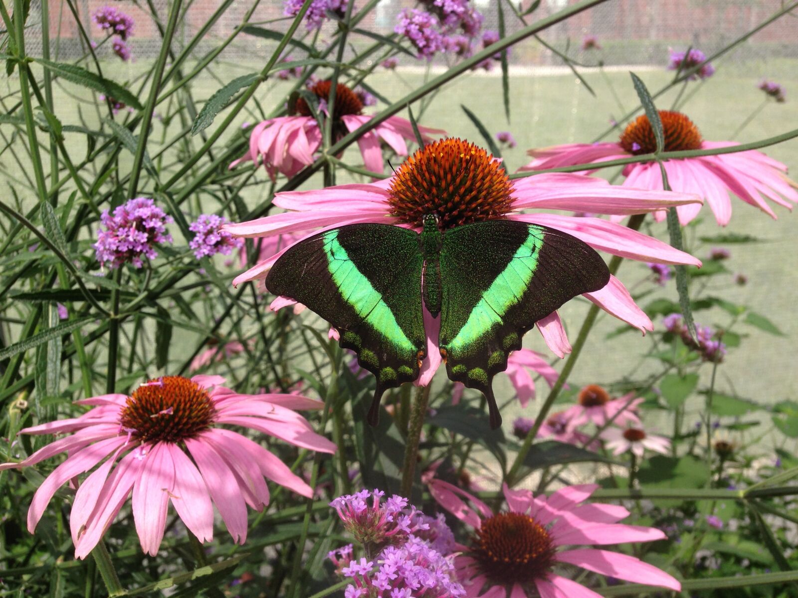 iPhone 5 back camera 4.12mm f/2.4 sample photo. Butterfly, coneflowers, pink photography