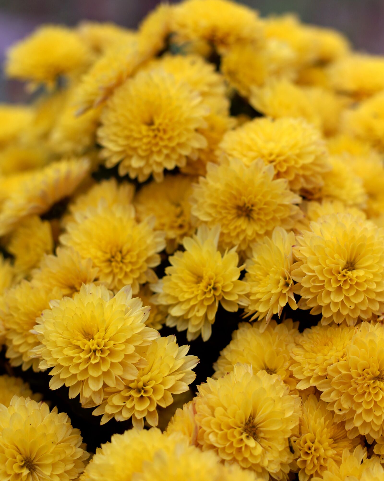 Canon EOS 700D (EOS Rebel T5i / EOS Kiss X7i) sample photo. Chrysanthemum, yellow flowers, nature photography