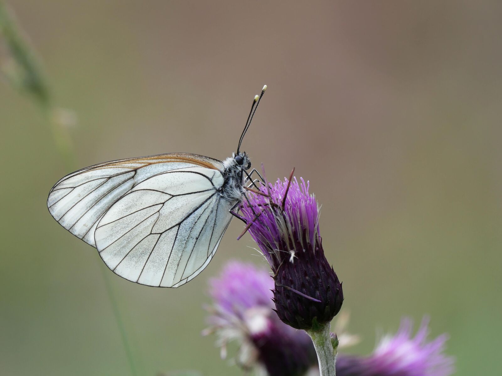 Panasonic Lumix DC-GX9 sample photo. Tree white, thistle, purple photography