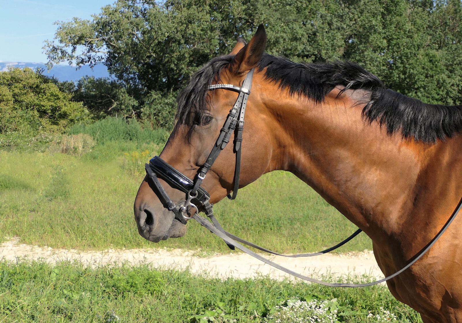 Panasonic Lumix DMC-FZ2500 (Lumix DMC-FZ2000) sample photo. Horse, portrait, bai photography