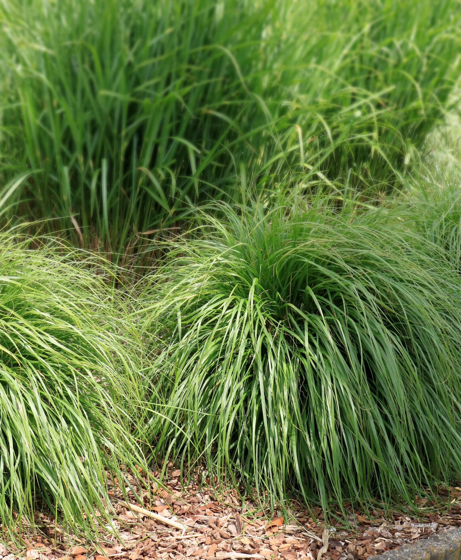Canon EOS 750D (EOS Rebel T6i / EOS Kiss X8i) sample photo. Grass, garden, nature photography