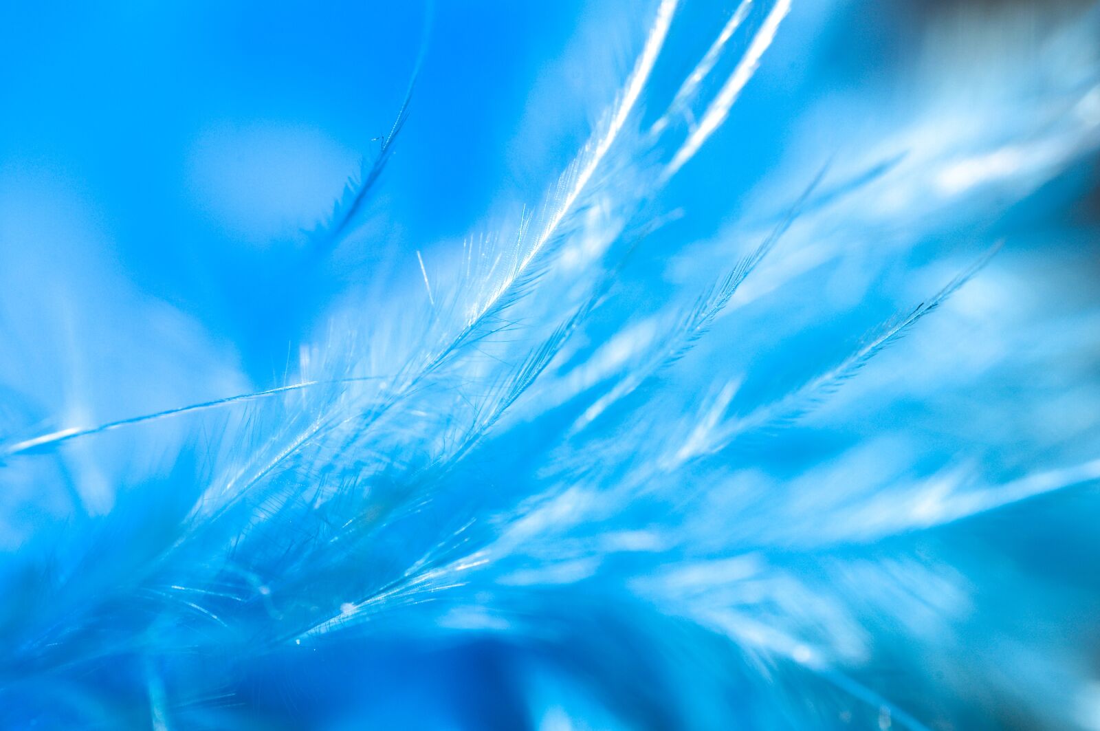 Nikon D90 sample photo. Beautiful, blue, feather photography