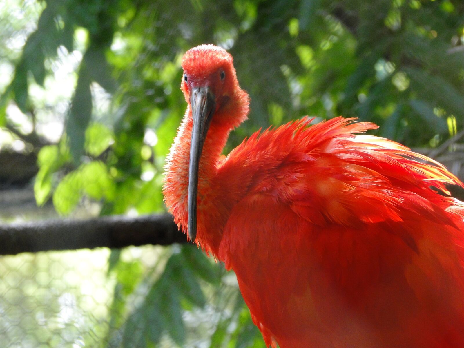 Sony Cyber-shot DSC-HX1 sample photo. Scarlet ibis, bird, re photography