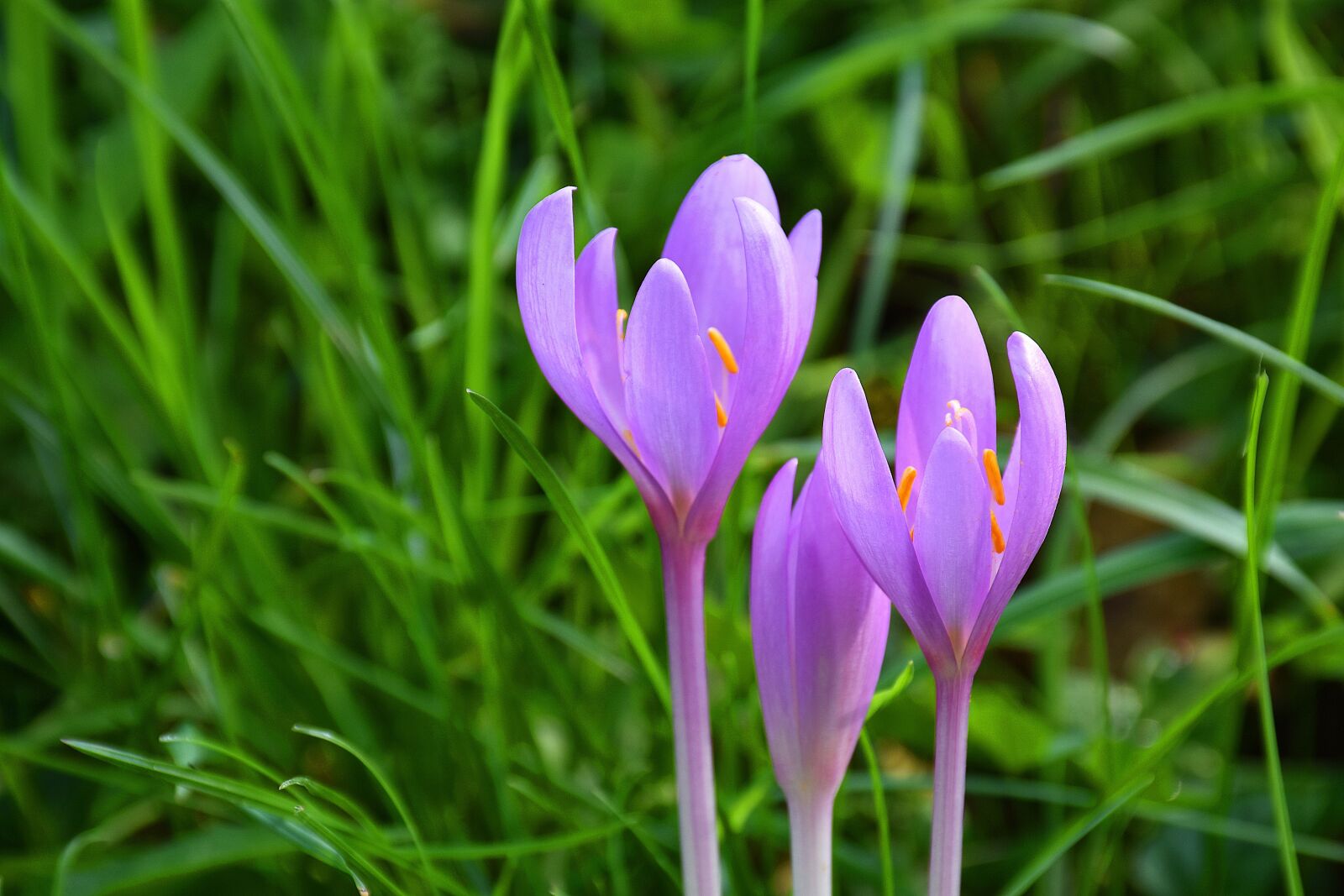 Nikon D7200 sample photo. Herbstzeitlose, colchicum autumnale, autumn photography