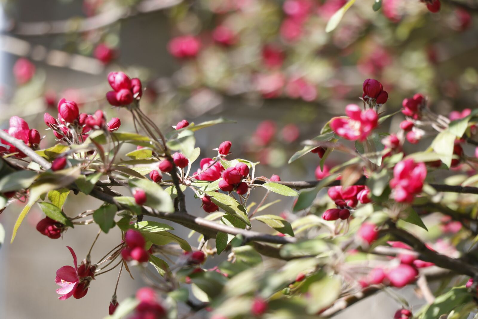 Canon EF-S 18-135mm F3.5-5.6 IS USM sample photo. Spring, bloom, apple blossoms photography