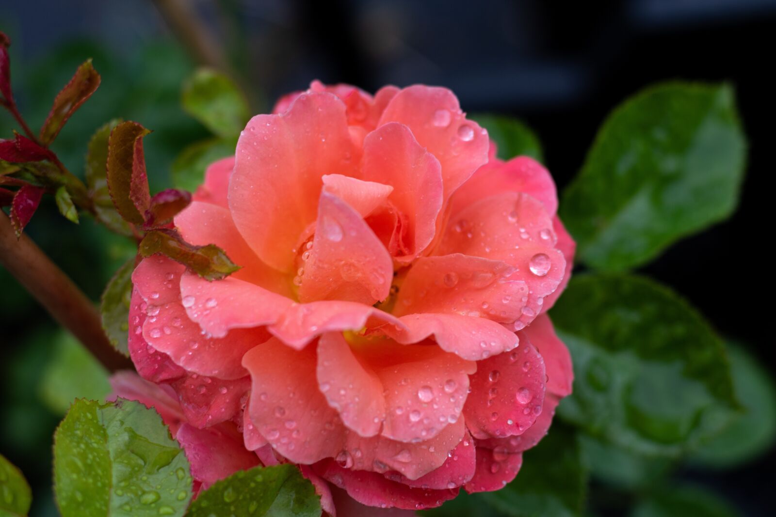 Canon EOS 7D Mark II sample photo. Rose, pink, raindrops photography
