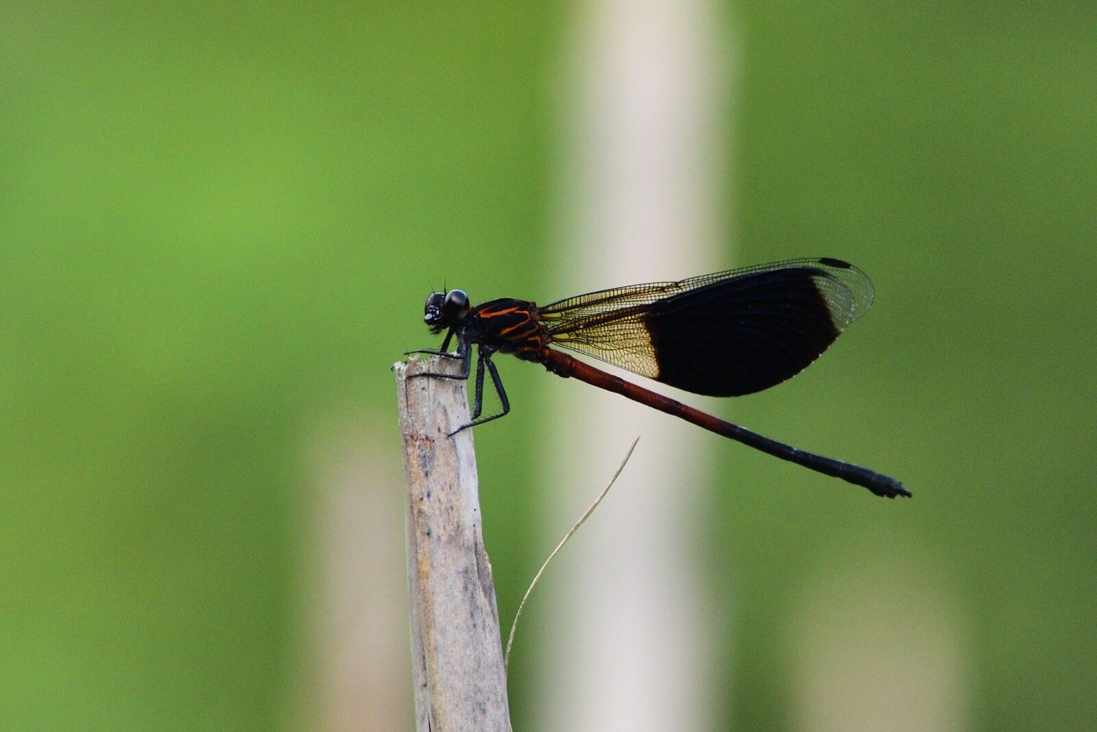 Nikon D750 sample photo. Insect, nature, dragonfly photography
