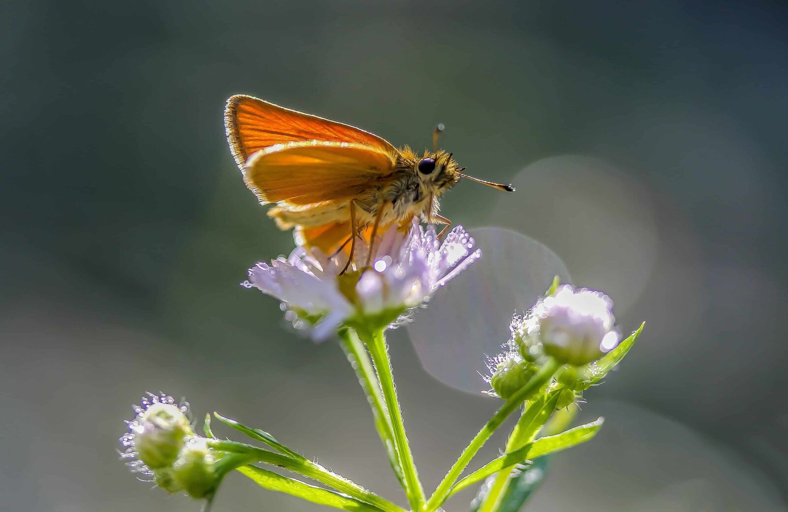 Canon EOS 1100D (EOS Rebel T3 / EOS Kiss X50) sample photo. Insect, nature, summer, butterfly photography