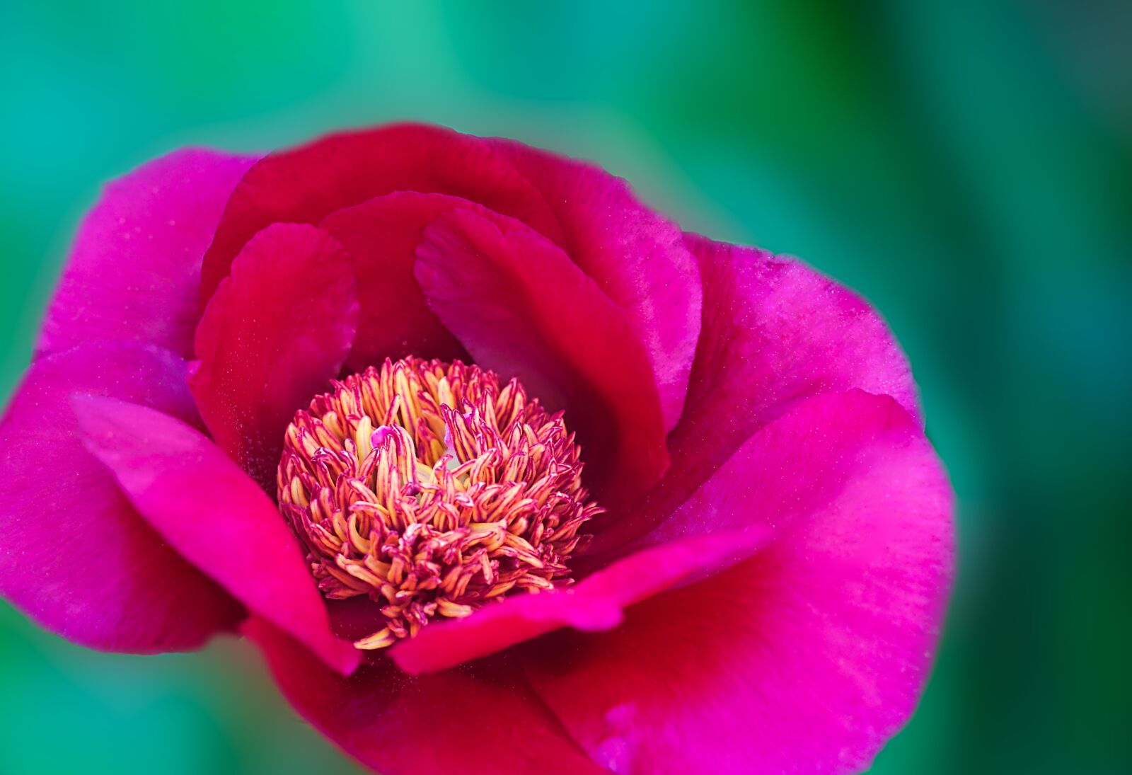 Canon EF 100mm F2.8L Macro IS USM sample photo. Pfingtsrose, flower, spring photography