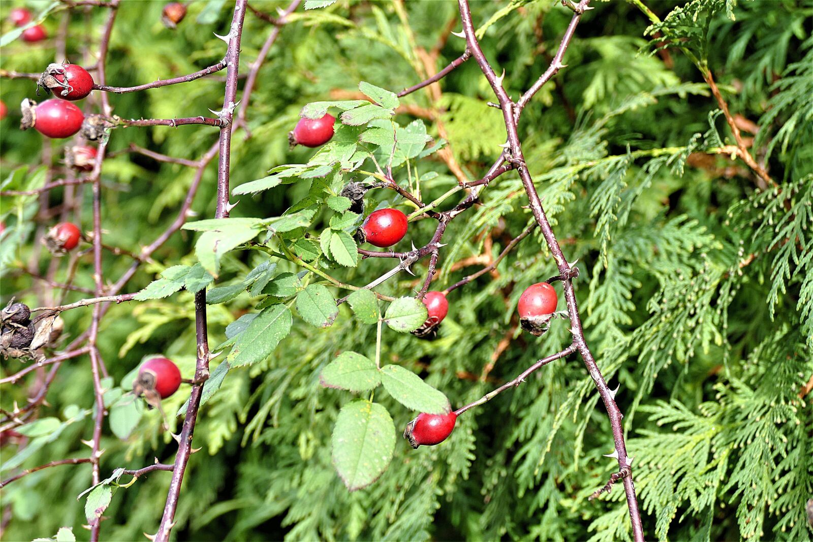 Panasonic Lumix DMC-FZ1000 sample photo. Rose hip, bush, red photography