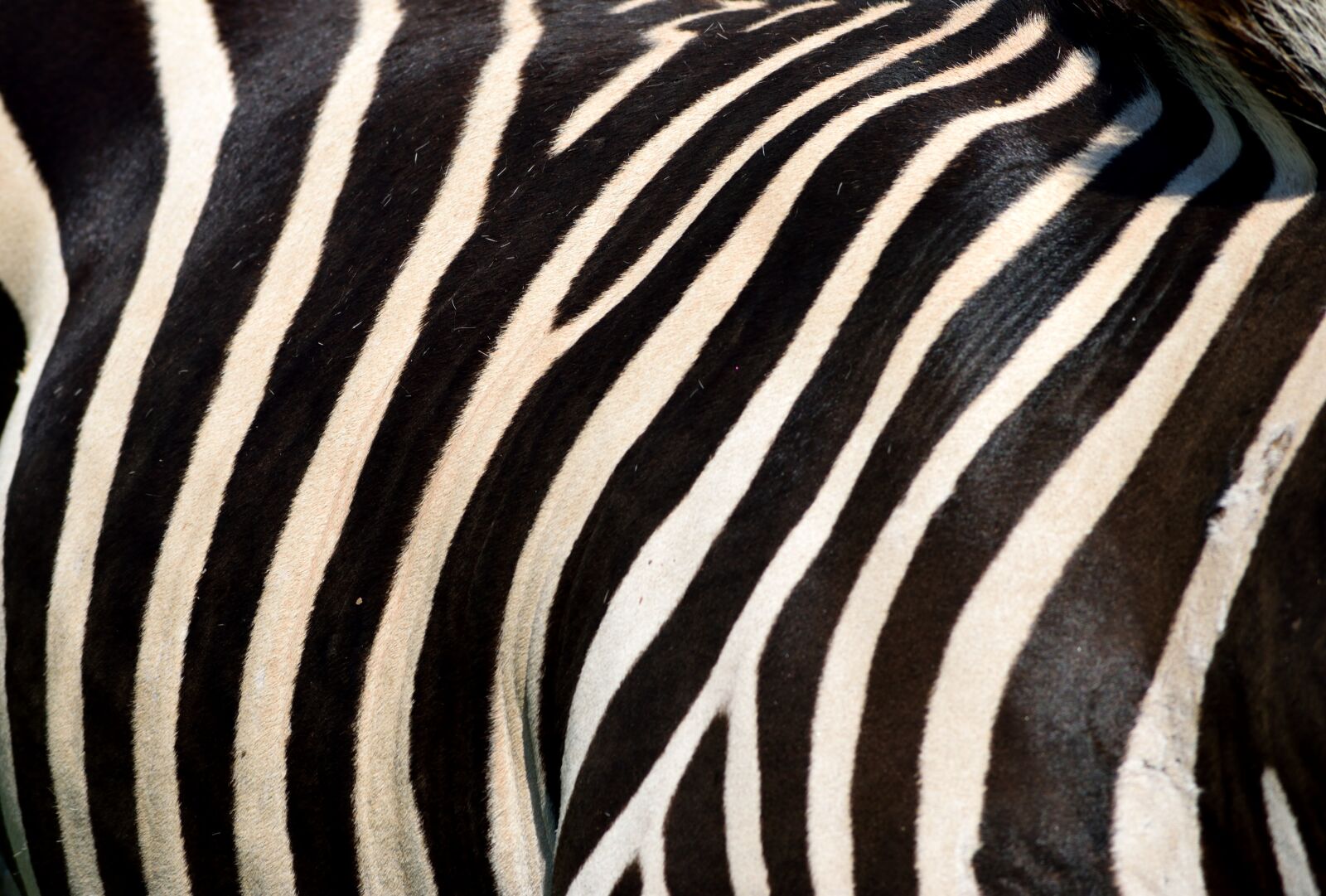 Nikon D3300 sample photo. Zebra, animal, wildlife photography
