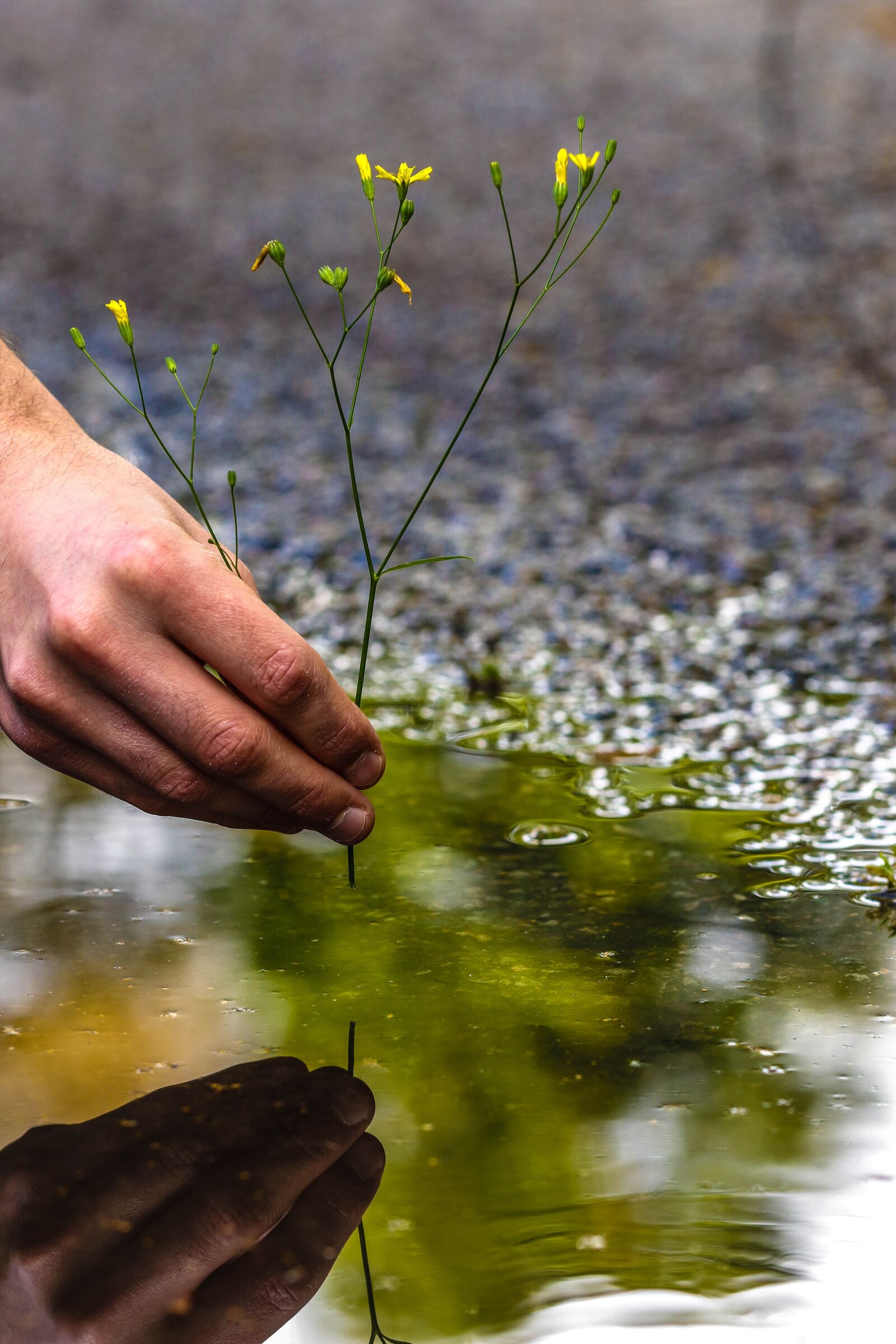 Canon EOS 7D Mark II sample photo. Puddle, mud puddle, flower photography