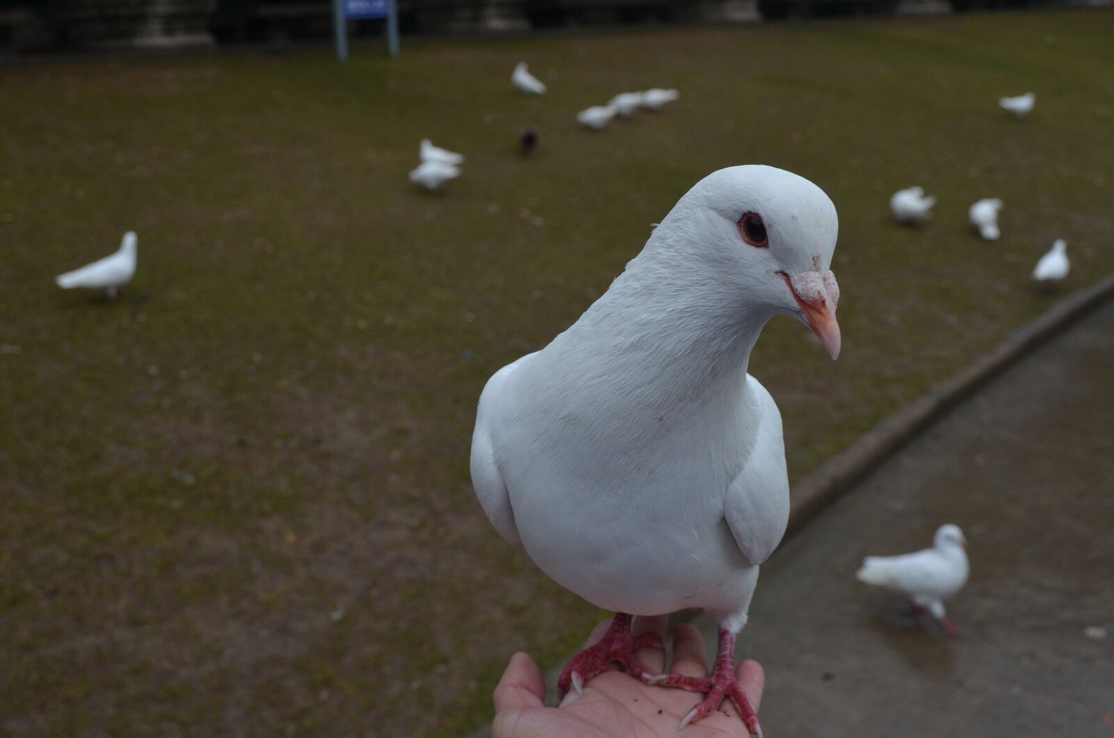 Nikon D5100 sample photo. Nanjing, pigeons, nature photography