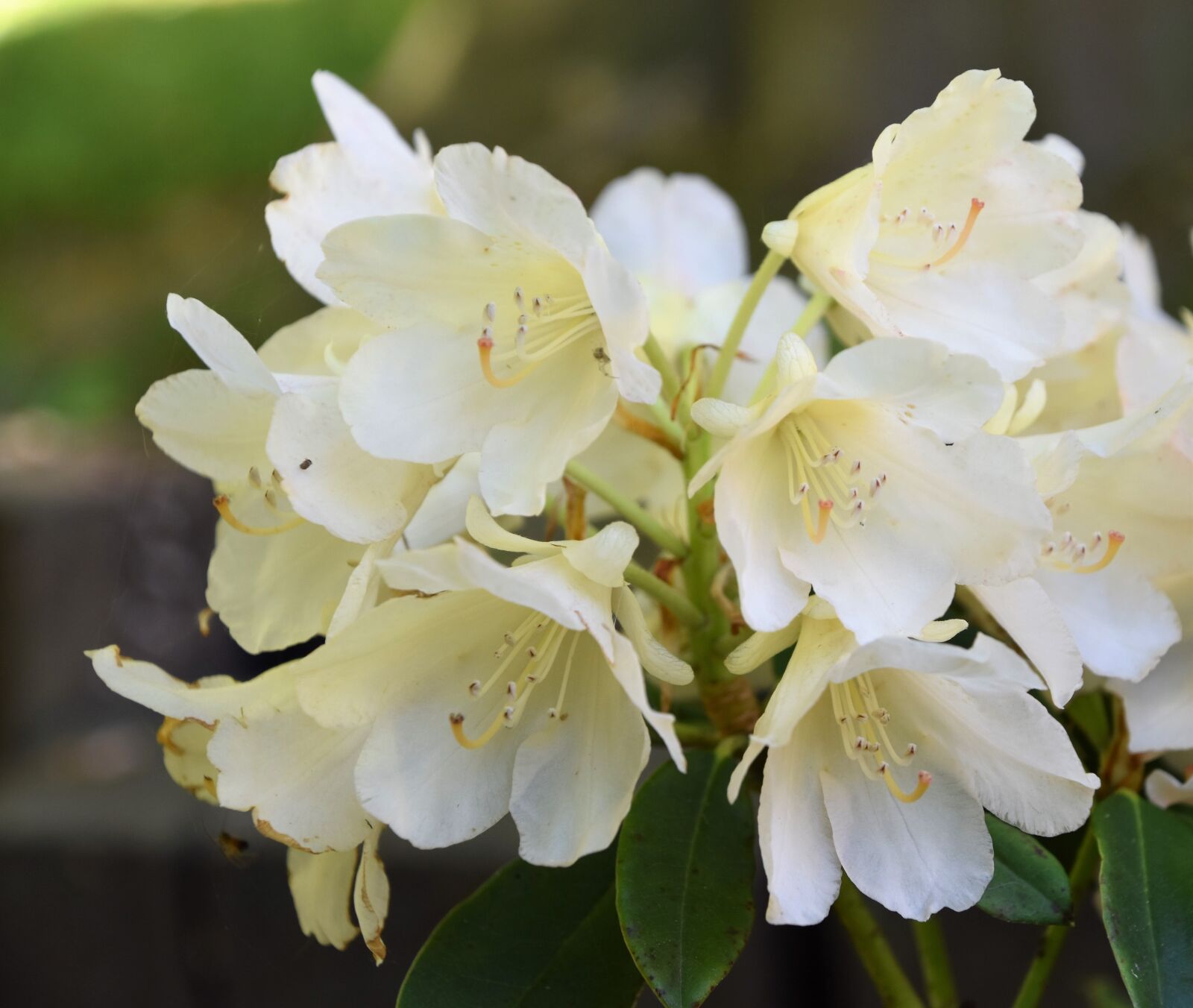 Nikon D5600 sample photo. White flowers, flowering, nature photography