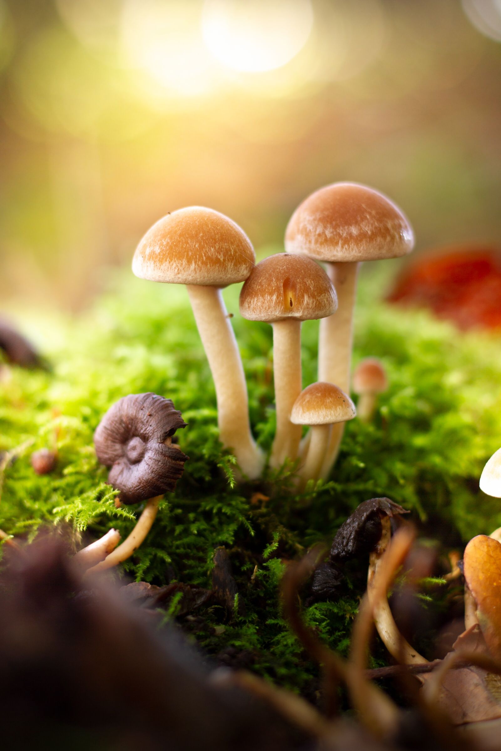 Canon EOS 7D sample photo. Mushrooms, fairy tales, fantasy photography