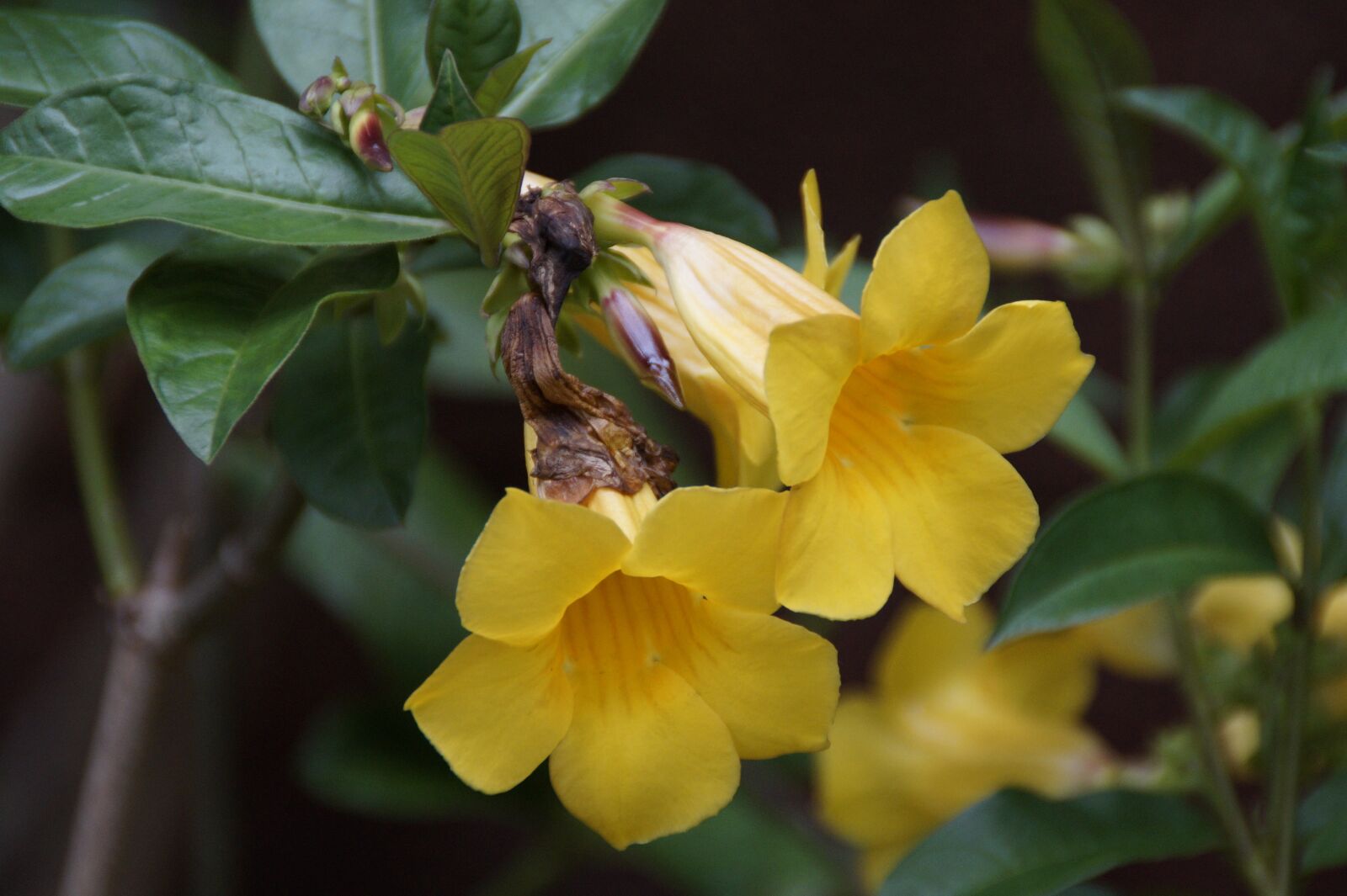 Sony SLT-A58 sample photo. Gold trumpet, allamanda cathartica photography