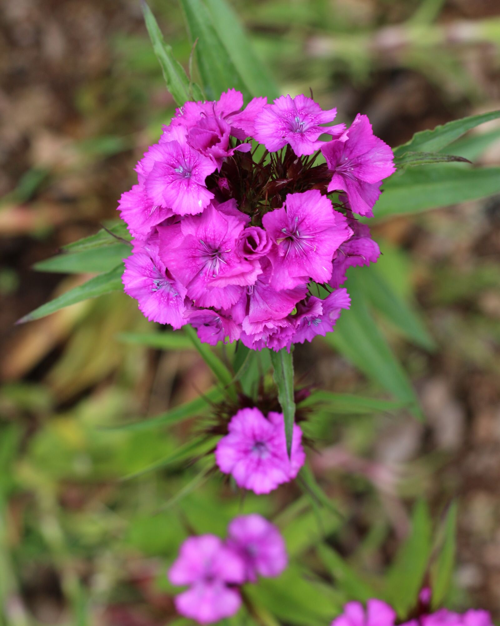 Canon EOS 700D (EOS Rebel T5i / EOS Kiss X7i) sample photo. Turkish carnation, carnations, green photography