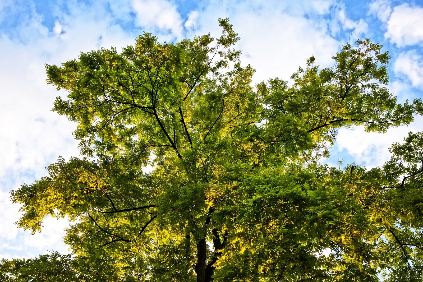 Sony Cyber-shot DSC-RX100 sample photo. Tree top, crown, tree photography