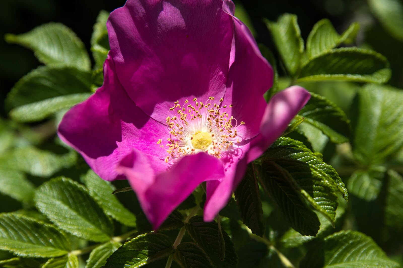 Canon EOS 80D sample photo. Wild rose, rose hip photography