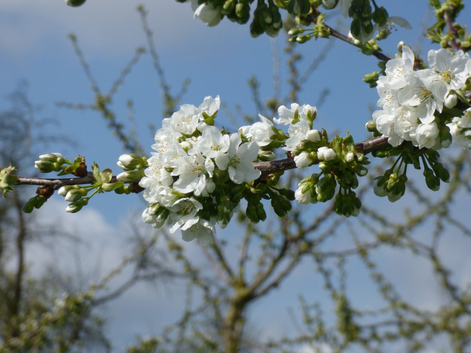 Panasonic DMC-FZ72 sample photo. Cherry blossom, spring, ockstadt photography