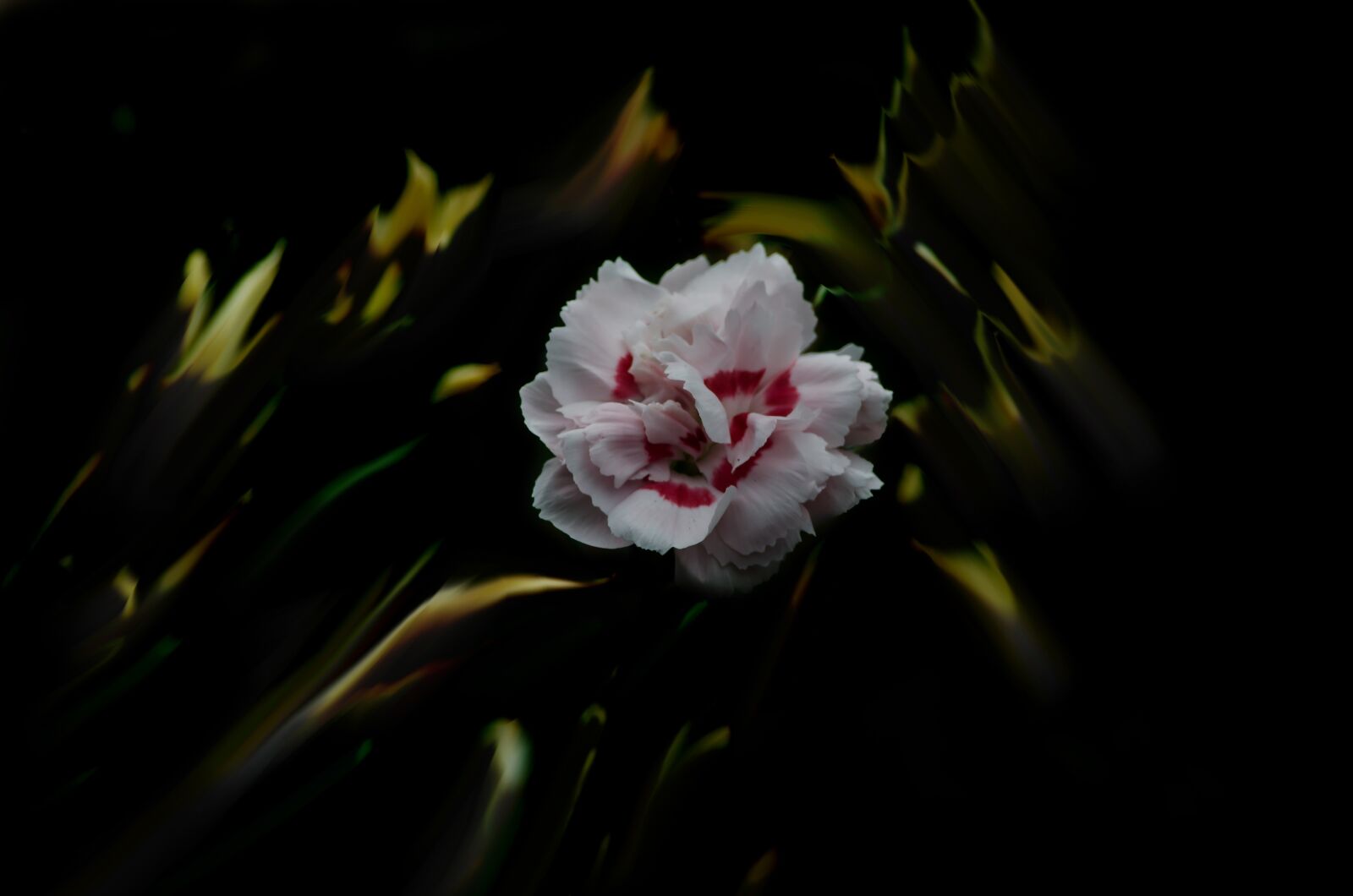 Nikon D5100 sample photo. Flower, plant, garden photography