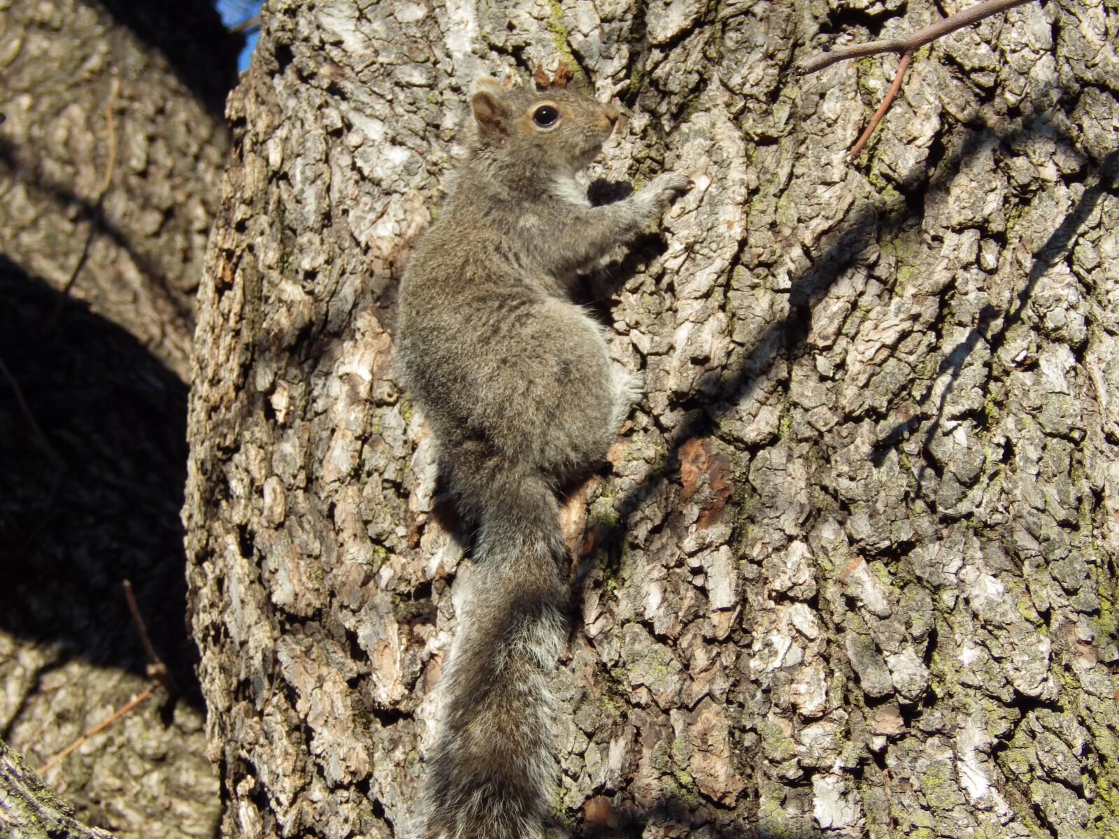 Pentax X-5 sample photo. Squirrel, tree, climb photography