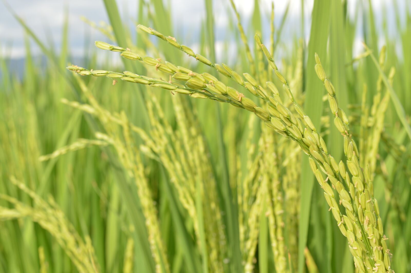 Nikon D3200 sample photo. Rice, rice field, paddy photography