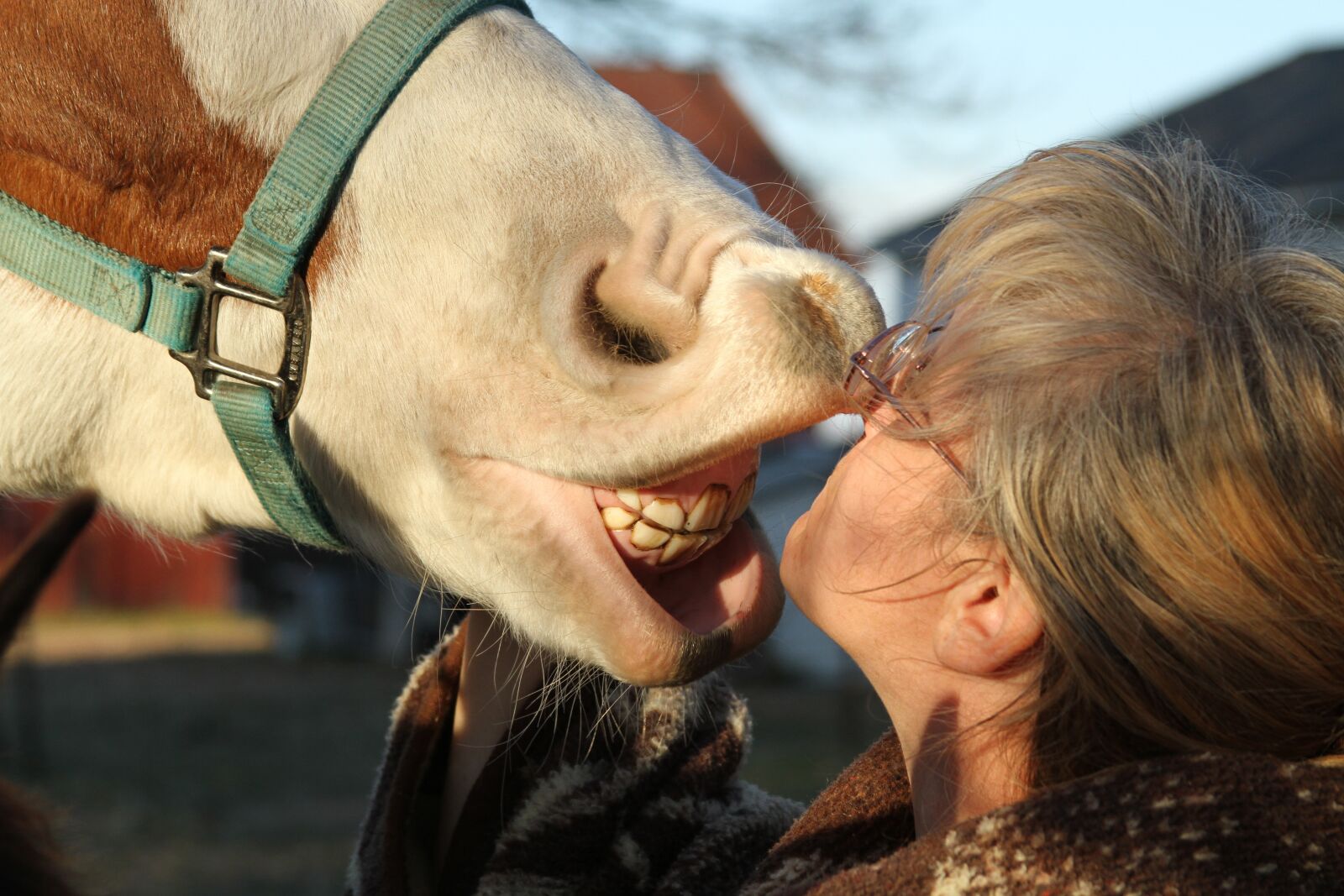 Canon EOS 7D sample photo. Teeth, horse, funny photography